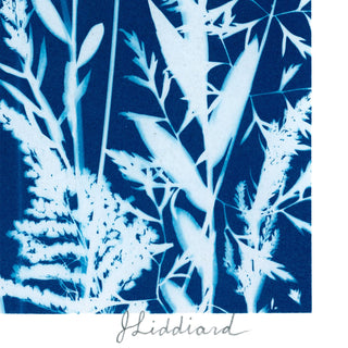 A square cyanotype-style botanical print showing white plant silhouettes on a deep blue background, with the name 'J Liddiard' in cursive at the bottom.