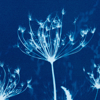 Blue cyanotype botanical artwork showing white flowering seed heads and stems against a deep blue background.