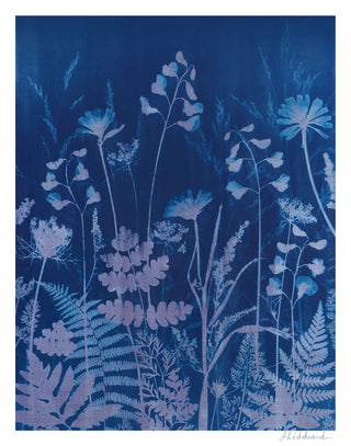 A botanical cyanotype art print featuring light lavender and blue wildflower silhouettes on a deep indigo blue background, with an artist signature in the bottom right corner.