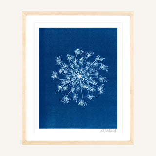 Single Queen Anne's Lace Cyanotype Print