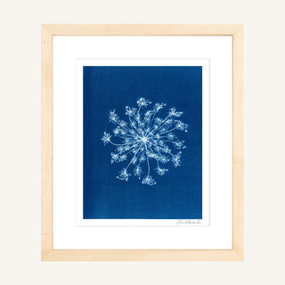 Single Queen Anne's Lace Cyanotype Print