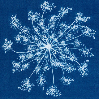 Single Queen Anne's Lace Cyanotype Print