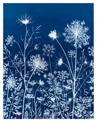 Queen Anne's Lace I Cyanotype Print