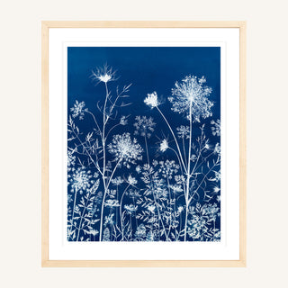 Queen Anne's Lace I Cyanotype Print