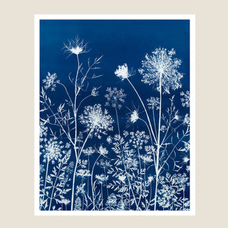 Queen Anne's Lace I Cyanotype Print