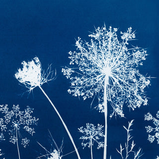 Queen Anne's Lace I Cyanotype Print
