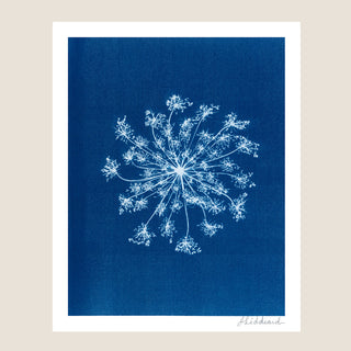 A cyanotype art print featuring a white queen anne's lace on a deep blue background, presented with a wide white border against a light beige backdrop.